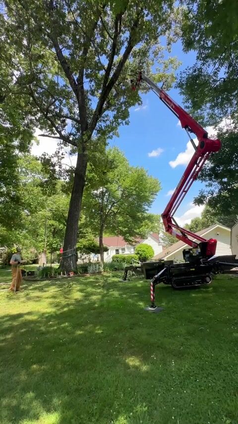 The tracked lift with its boom extended into the crown of a large shade tree