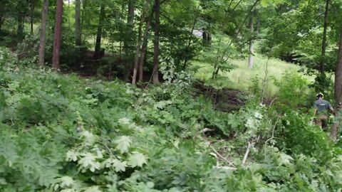 A crew member working through heavy undergrowth among the cut brush