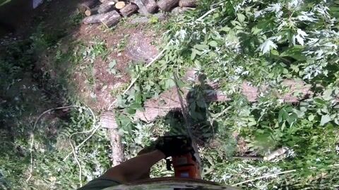 GoPro footage from inside the canopy as a branch is cut and lowered