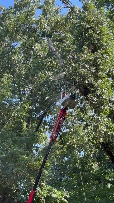 Carl in the tracked lift removing an oak tree limb and rigging it down.