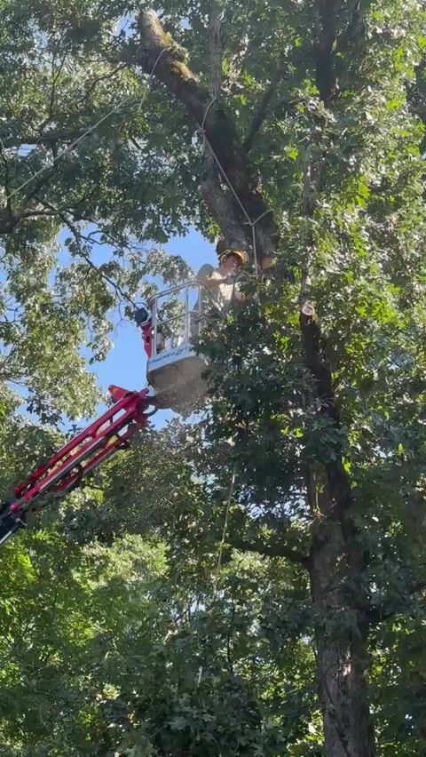Carl up in the tracked lift, removing an oak tree limb