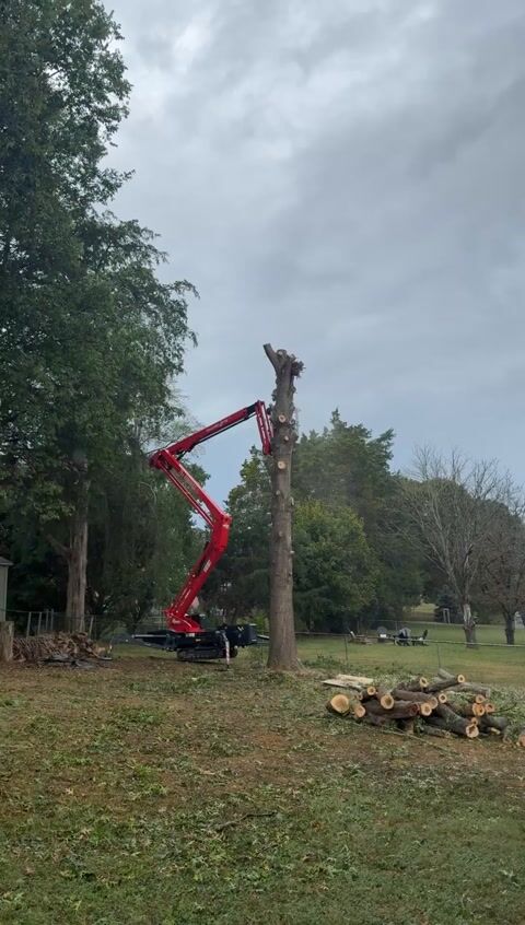 In the lift, removing the trunk of the red oak piece by piece