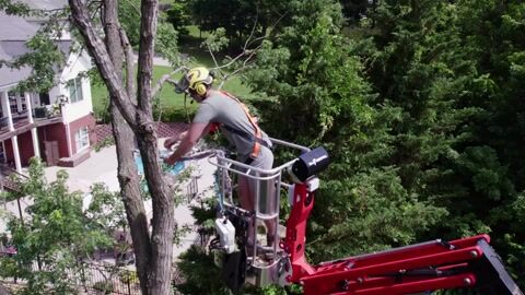 Drone footage of the operator working from the lift basket high in the tree