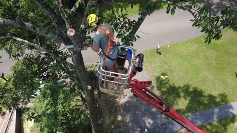 Aerial view of the operator working a limb from the lift basket above the lawn