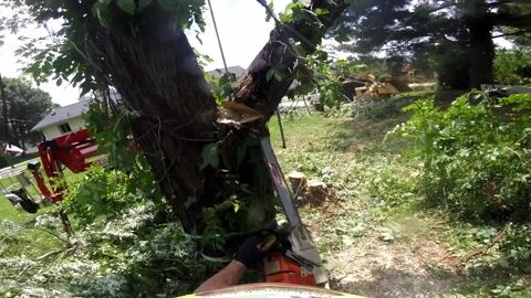 GoPro footage from the basket as a limb stub is cut away