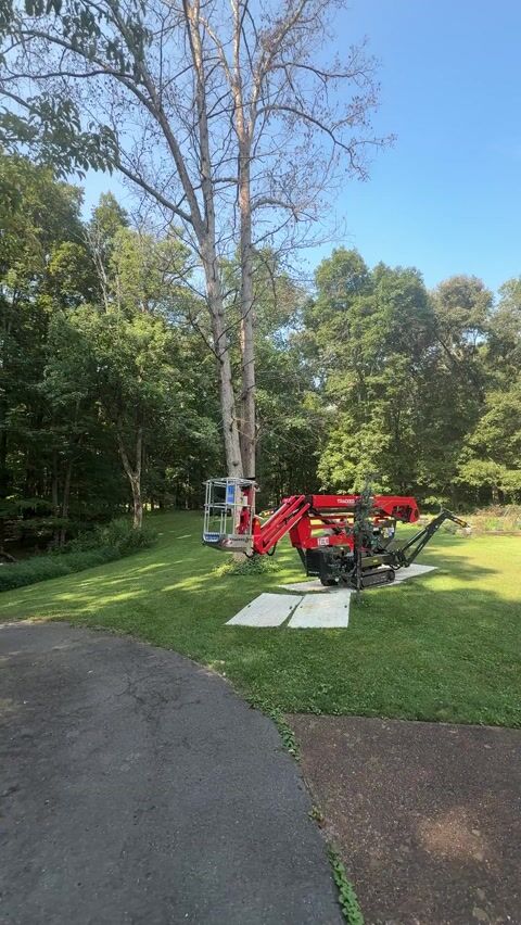 Lift stage next to oak tree. Note the ground protection mats are used to prevent the lawn from being damaged. We are positioning it so that we can begin taking down the tree.