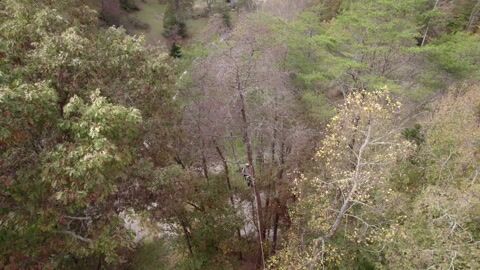Drone footage of the climber high in a pine on the wooded slope, autumn colour across the hillside