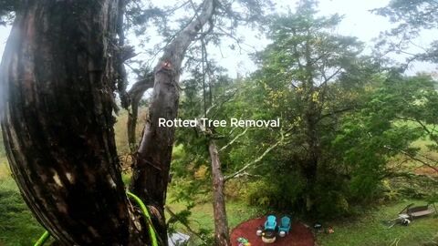GoPro footage from the climber near the top of the cedar, roped in and cutting away limbs