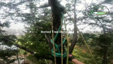 GoPro footage from the climber near the top of the cedar, roped in and cutting away limbs
